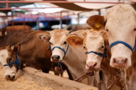 Heyvan bazarları bu tarixdən müvəqqəti bağlanır