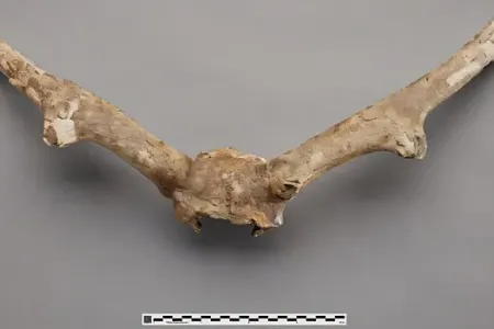 50 illik sirr açıldı