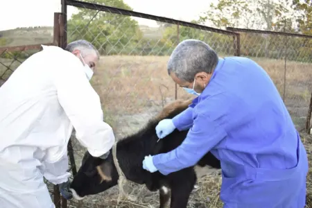 Ət alarkən bunlara diqqət edin!