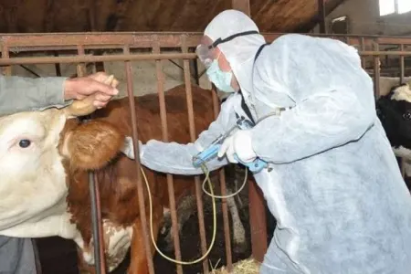 Dabaq xəstəliyi: Kimlər risk altındadır?