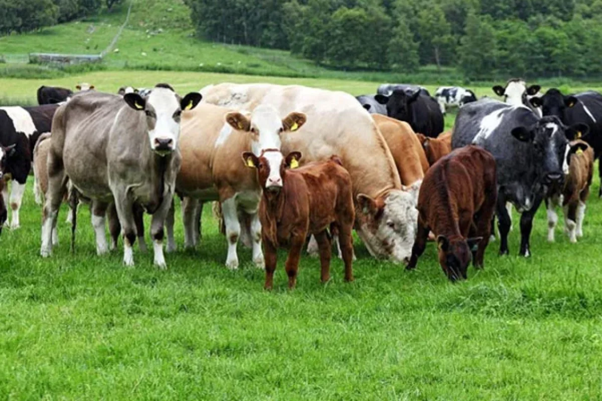 Heyvan bazarlarının bağlanması kifayət deyil – Ekspertdən xəbərdarlıq