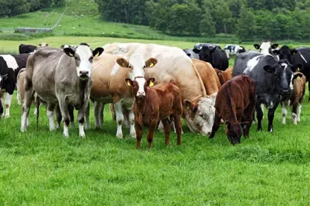 Heyvan bazarlarının bağlanması kifayət deyil – Ekspertdən xəbərdarlıq