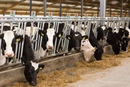 Heyvan bazarlarında fəaliyyətlər nə zaman bərpa olunacaq?