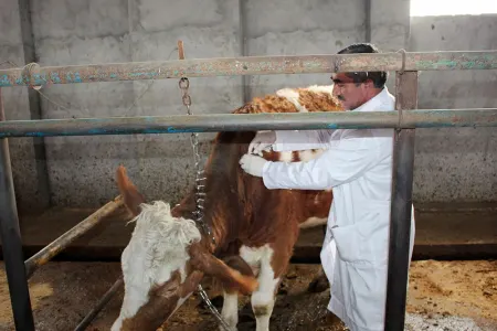 Dabağa yoluxan heyvanın ətini yeyə bilərik? - Həkimdən cavab