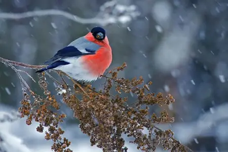 Dağlıq ərazilərə qar yağdı - Faktiki hava