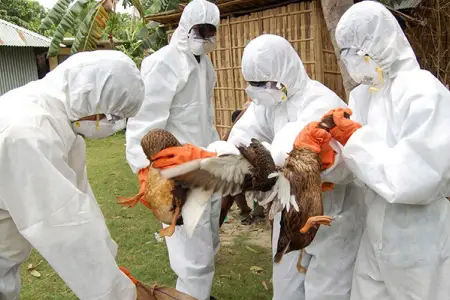 Almaniyada quş qripi səbəbindən ilk karantin: Sərt məhdudiyyətlər