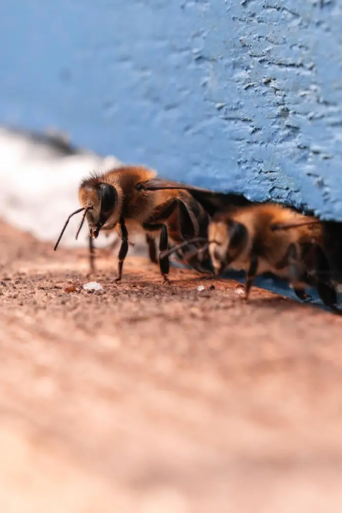 Leyla Əliyeva “Gənc arıçı” layihəsinin iştirakçısı ilə görüşdü - Fotolar