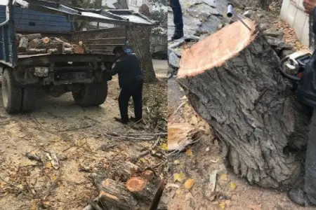 Bu rayonlarda yaşıllıqlar məhv edilib: 75 min manatlıq ziyan...