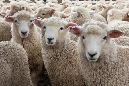 Kürdəmirdə mikroavtobus heyvan sürüsünə çırpıldı, 10 baş qoyun tələf oldu