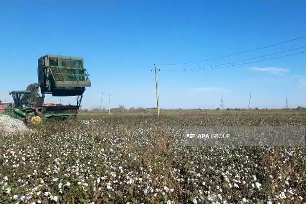 Biləsuvarda pambıq sahəsində yanğın baş verdi- Foto