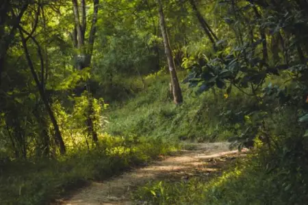 Gəzintidə gizli xəzinə tapdılar