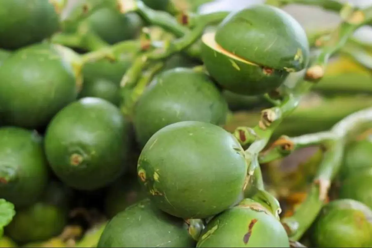 Məktəblilər bu meyvəni yeyib özlərini təhlükəyə atırlar - Bu ölkədə