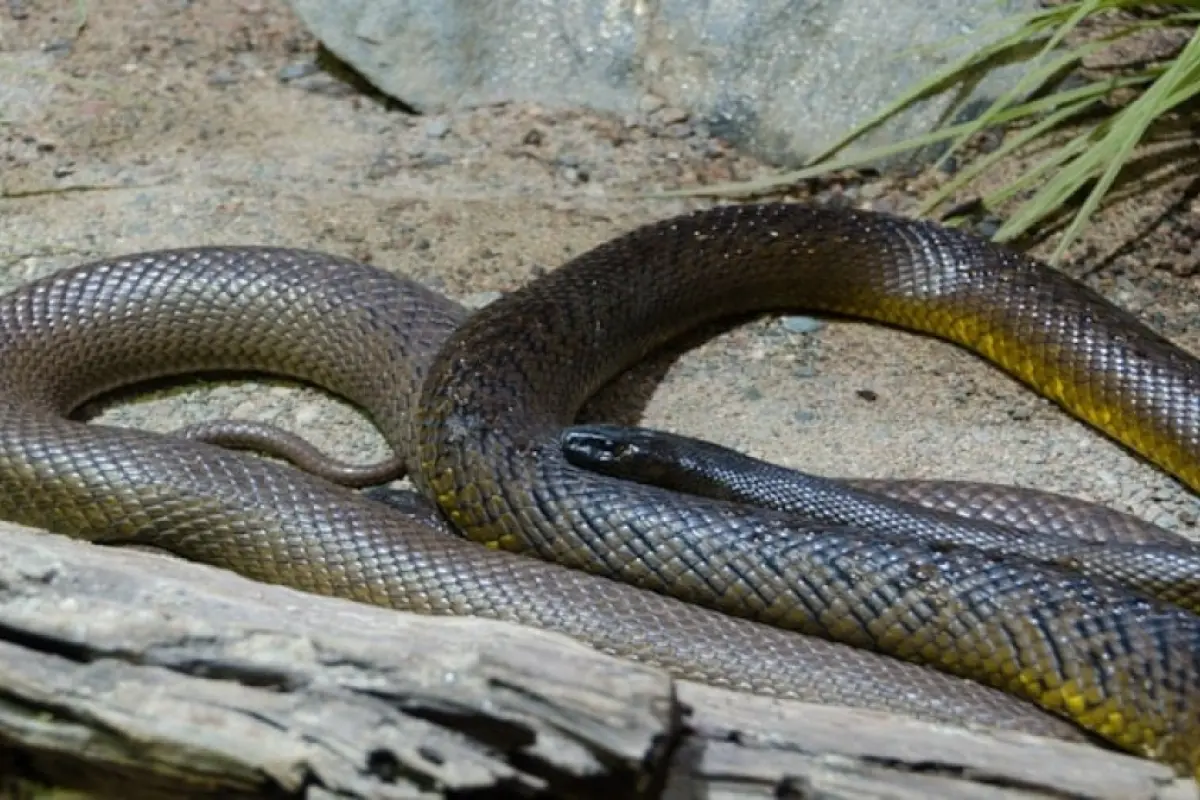 Dünyanın ən təhlükəli ilanı kobra deyil, budur