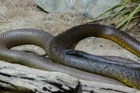 Dünyanın ən təhlükəli ilanı kobra deyil, budur