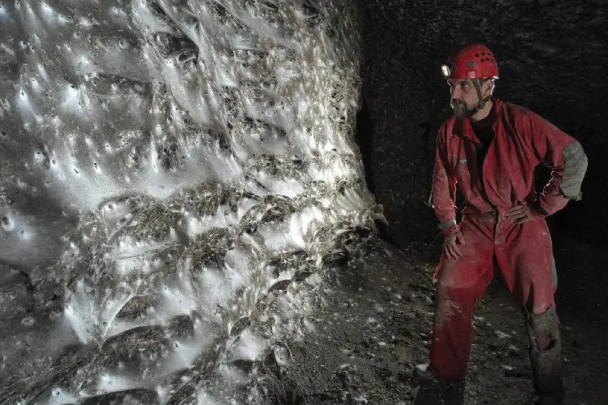 111 min hörümçək bir araya gəldi, mümkünsüz görüntü yarandı
