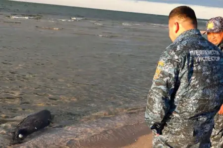 Xəzər sahilində ölü suitilər aşkarlandı