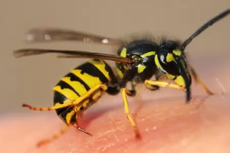 Naxçıvanda arı sancması faciəyə səbəb oldu