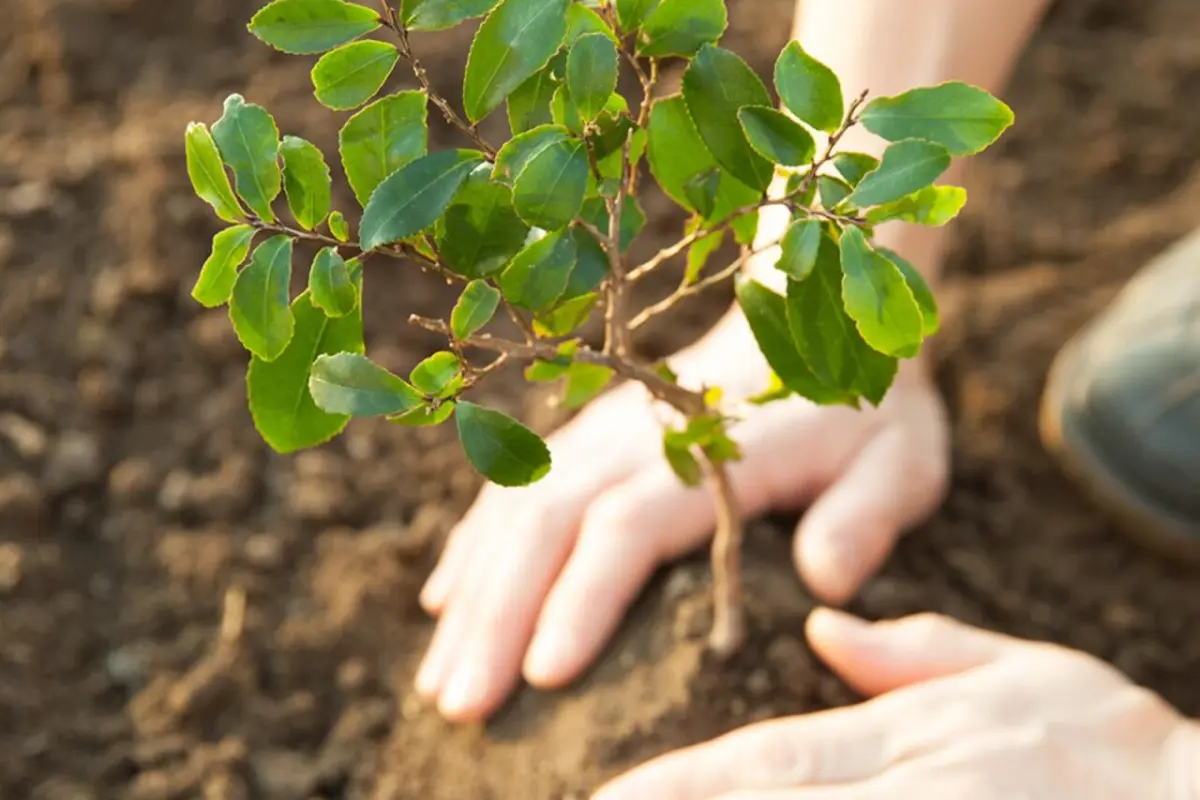“Gələcəyə nəfəs!” aksiyası: 111 mindən çox ağac əkiləcək