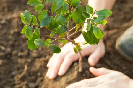 “Gələcəyə nəfəs!” aksiyası: 111 mindən çox ağac əkiləcək