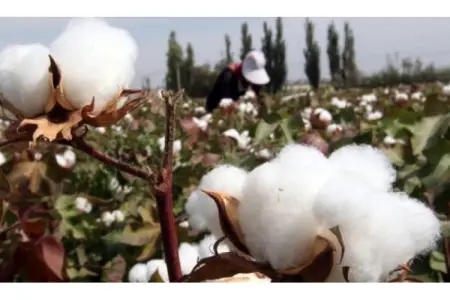 Ucarda pambıqla dolu yük maşını aşdı