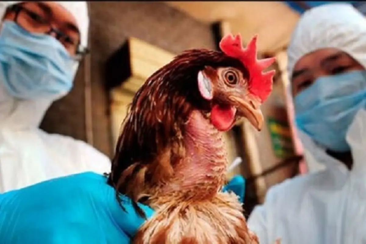 Quş qripinə qarşı epizootoloji monitorinq keçiriləcək