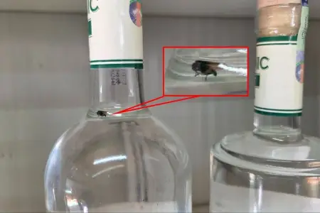 Cəbrayılda ərzaq mağazasında alkoqollu içkidən milçək çıxdı