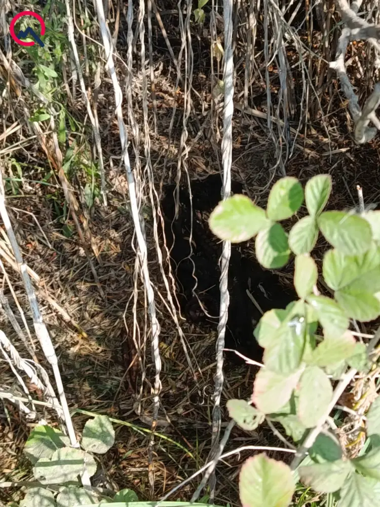 Beyləqanda itkin düşən qadının sümükləri tapıldı - Foto