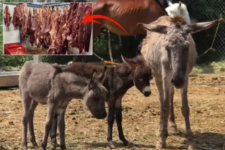 Şok hadisə: Mal əti adı ilə eşşək əti satırmışlar