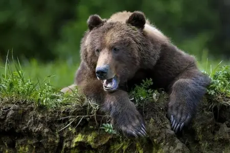 Ayı hücumlarına qarşı hökumətdən yeni qərar - Bu ölkədə