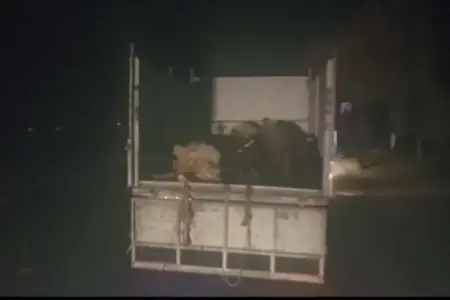 Naxçıvanda maşın qoyun sürüsünə çırpıldı: 20-si öldü