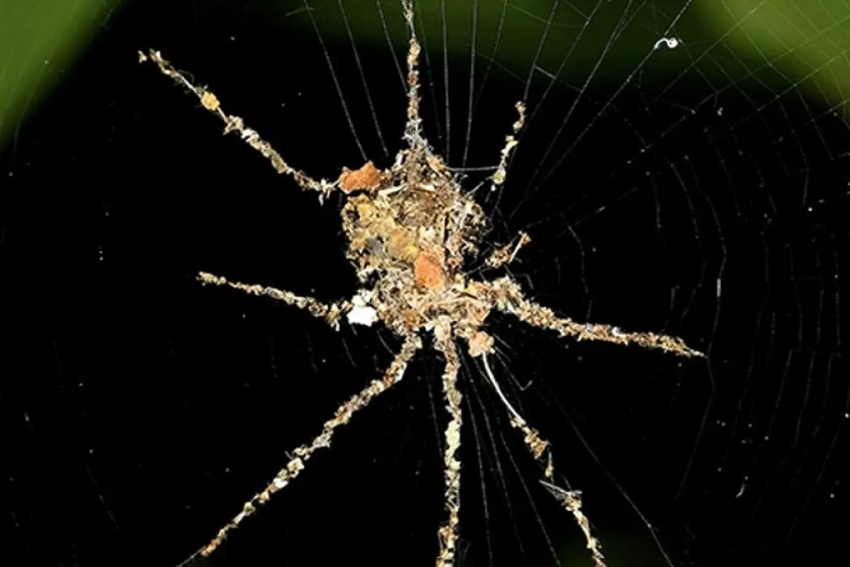 Alimləri heyrətə salan kəşf: tropiklərin ən ağıllı həşəratı o ola bilər