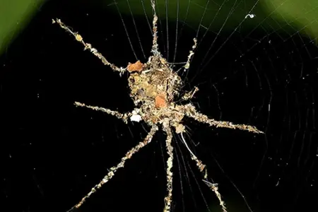 Alimləri heyrətə salan kəşf: tropiklərin ən ağıllı həşəratı o ola bilər