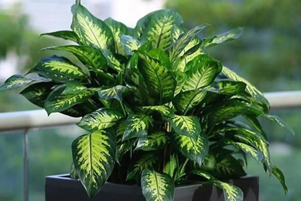 Az işıqlı evlər üçün ən dözümlü otaq bitkiləri bunlardır 