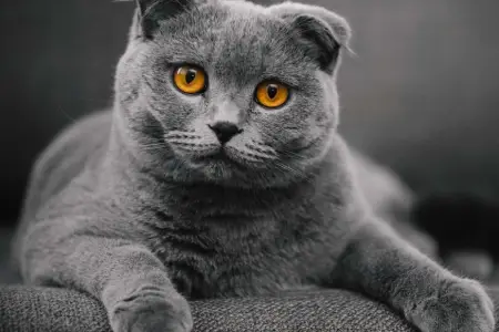 Evdə pişik saxlayanların nəzərinə! Ağır xəstəliyə tutula bilərsiniz