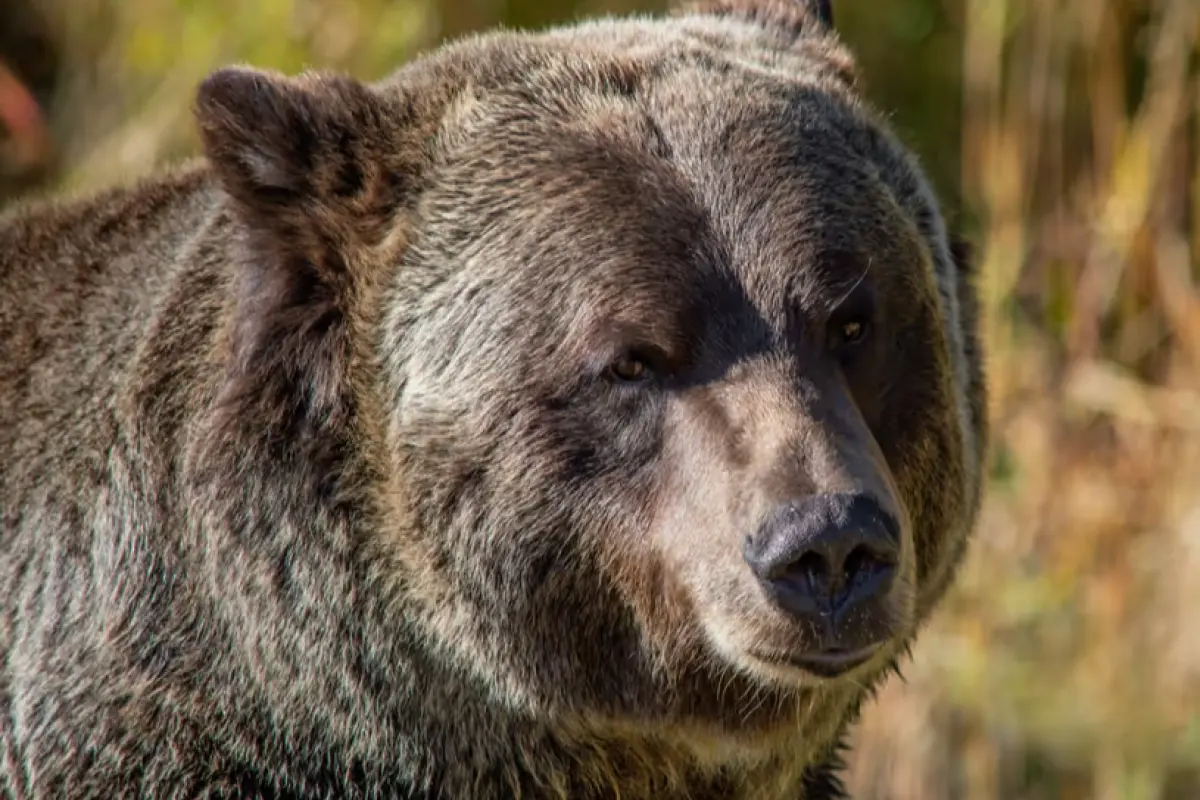 Kanadada dəhşətli olay: ayı məktəblilərə hücum etdi