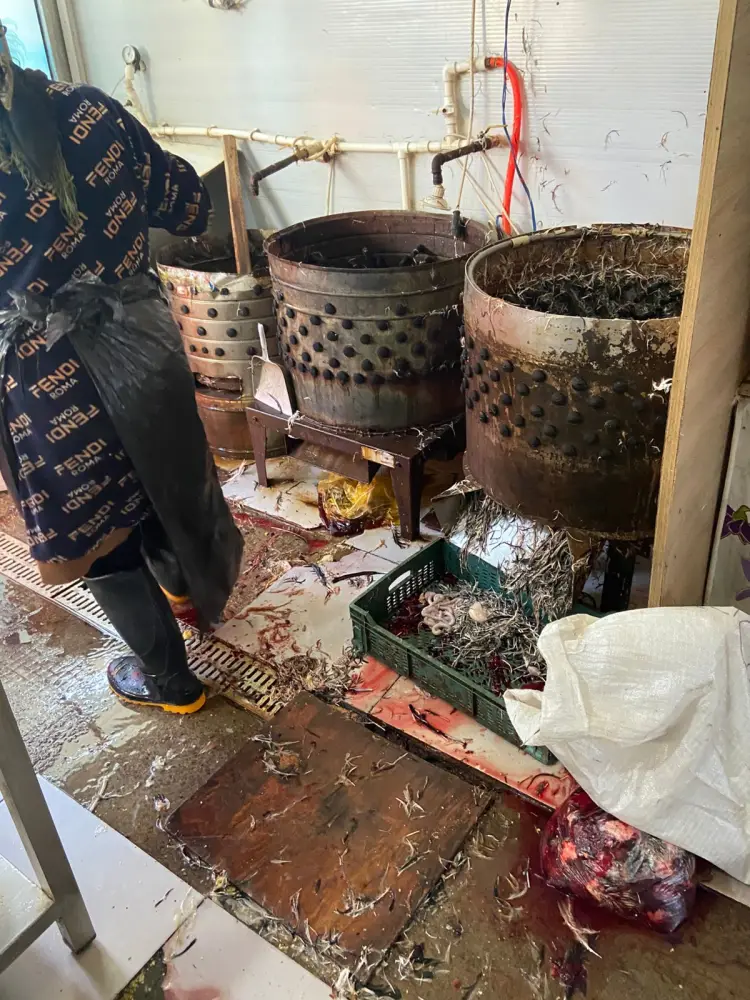 "Vosmoy bazarı"nda quş kəsimi yeri bağlandı - Fotolar