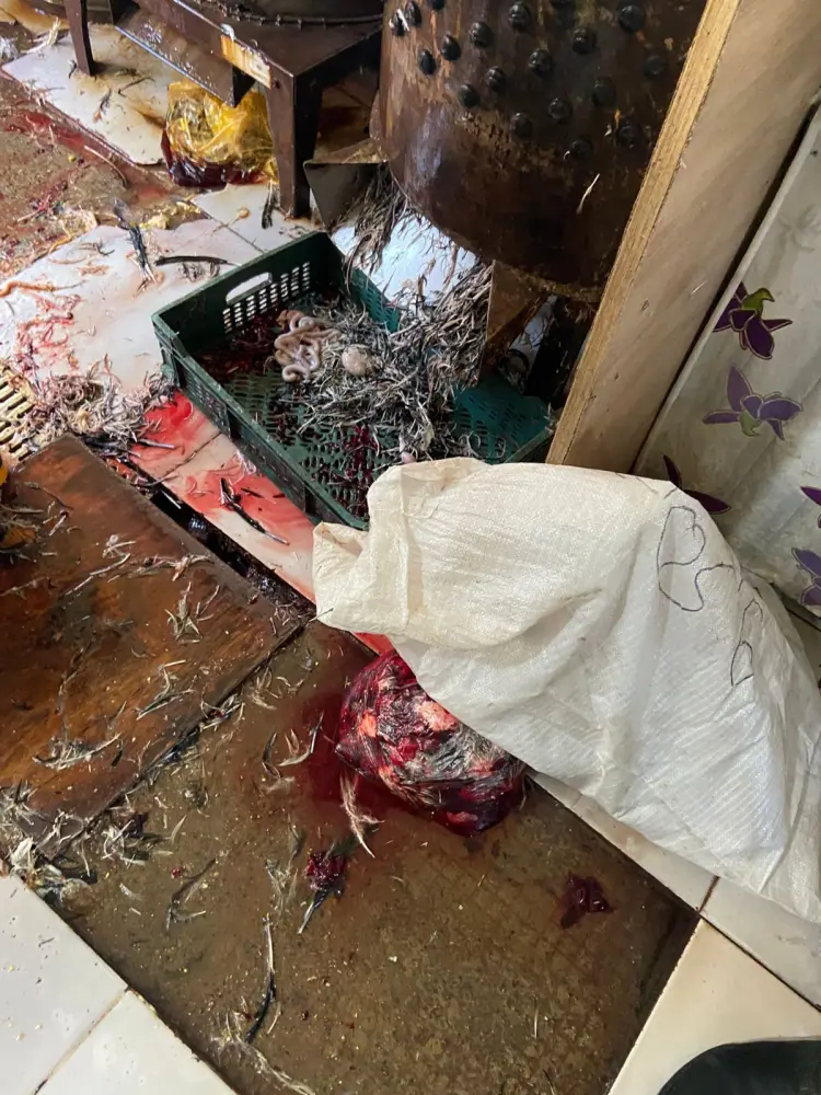 "Vosmoy bazarı"nda quş kəsimi yeri bağlandı - Fotolar