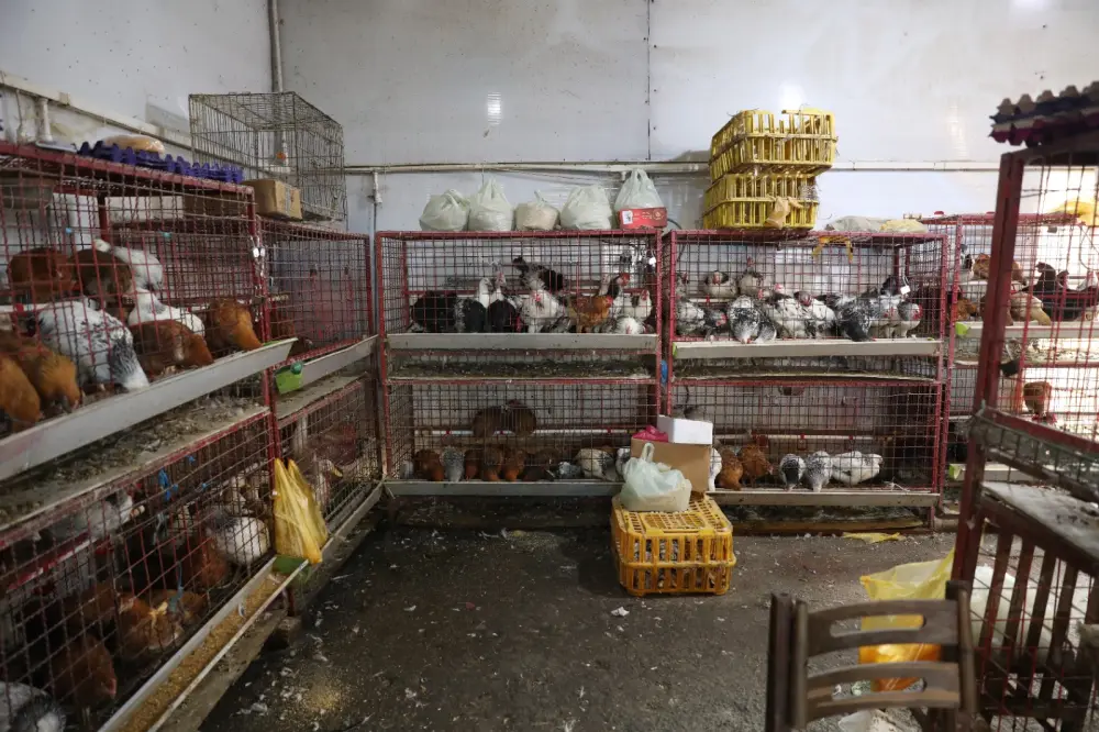 "Vosmoy bazarı"nda quş kəsimi yeri bağlandı - Fotolar