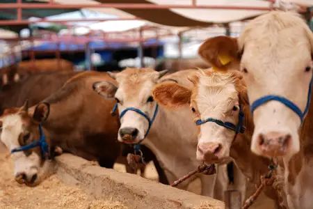 Heyvan bazarlarında yeni qaydalar: tələblərə əməl edilməsə…