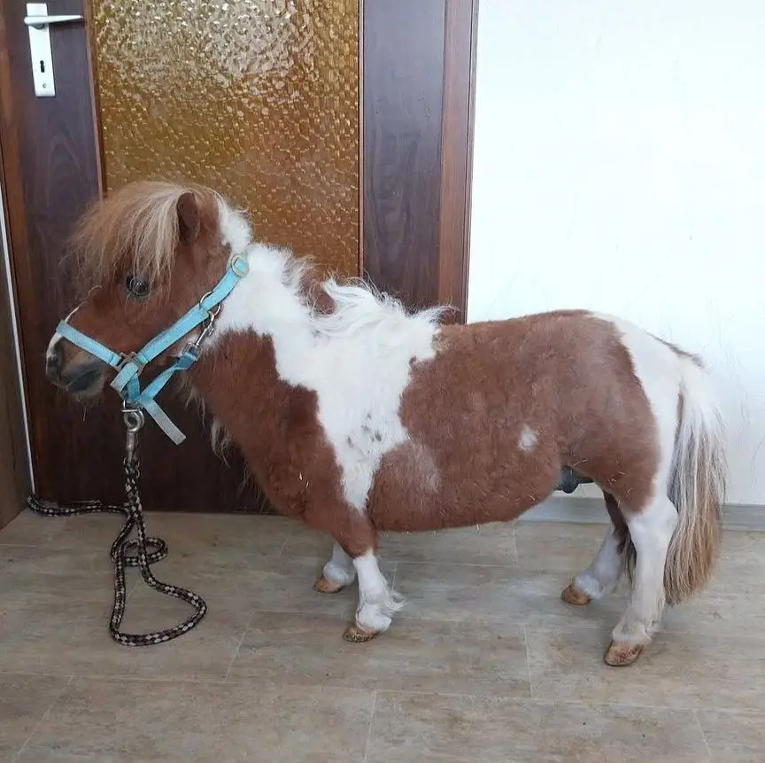 Oyuncaqdan da balaca: Dünyanın ən kiçik atı bu ölkədə yaşayır - Foto 