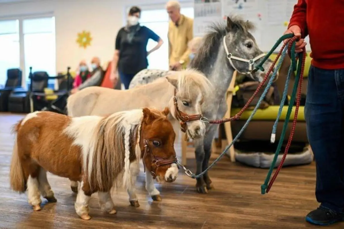 Oyuncaqdan da balaca: Dünyanın ən kiçik atı bu ölkədə yaşayır - Foto 