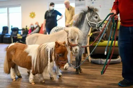 Oyuncaqdan da balaca: Dünyanın ən kiçik atı bu ölkədə yaşayır - Foto 