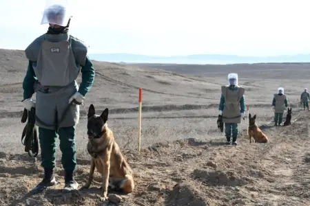 ANAMA minaaxtaran itlərin daşınması üçün avtomobil alacaq