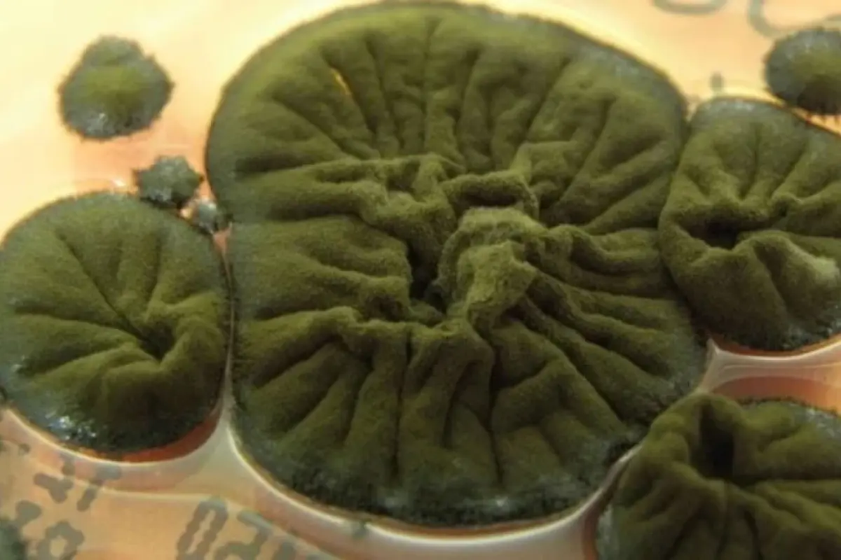 Radiasiyanı “yeyən” göbələk tapıldı - Foto 