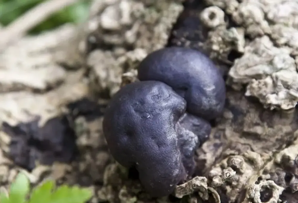 Radiasiyanı “yeyən” göbələk tapıldı - Foto 