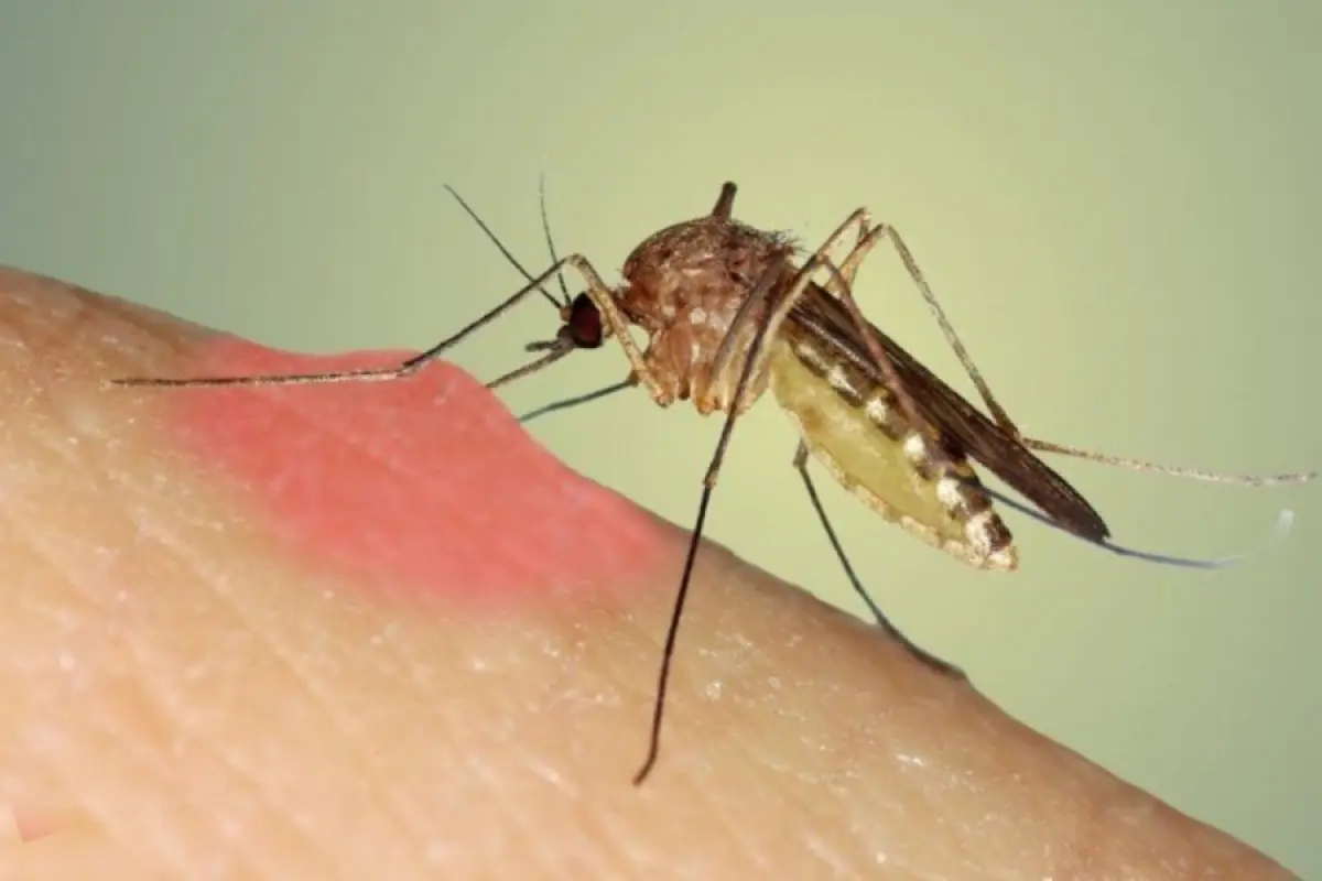 Ağcaqanad faciəsi: Bu ölkədə 33 nəfər öldü