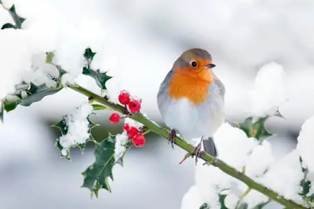 Bu ərazilərə qar yağır