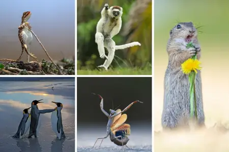 İlin ən gülməli fotosu seçildi