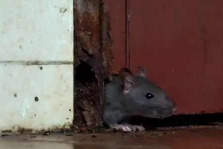 Bakıda siçovullar yasayış binasına girir, maşınlara zərər vurur - Video