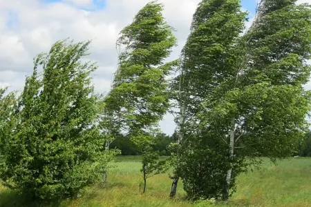 Bəzi bölgələrdə güclü külək əsir